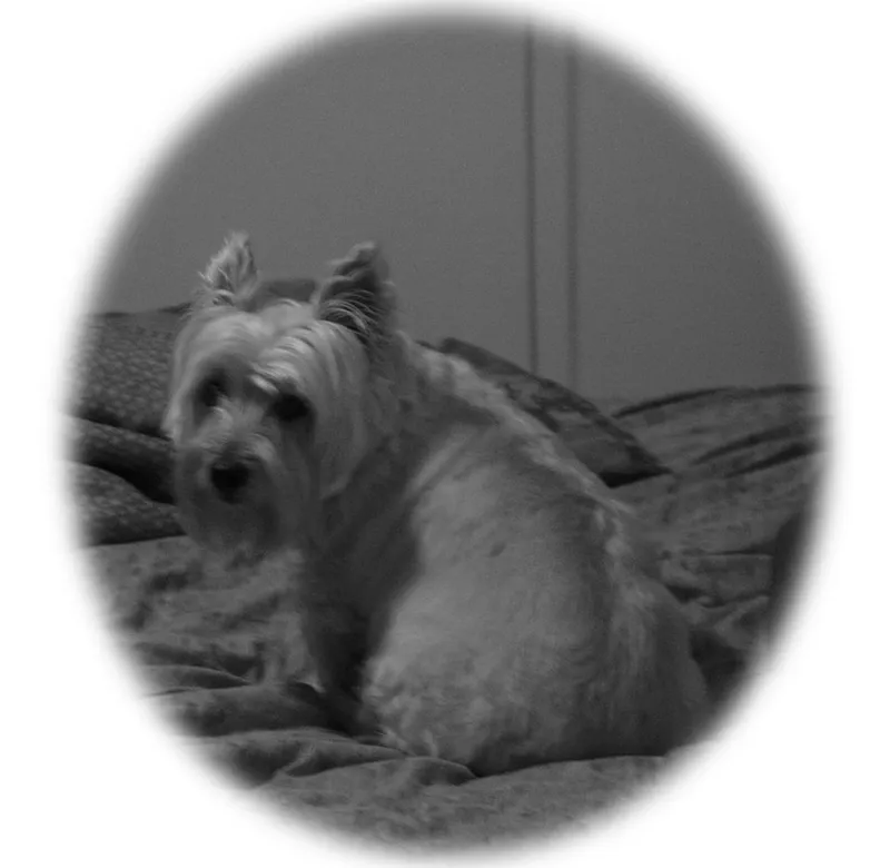Cairn Terrier fotoğraf 1