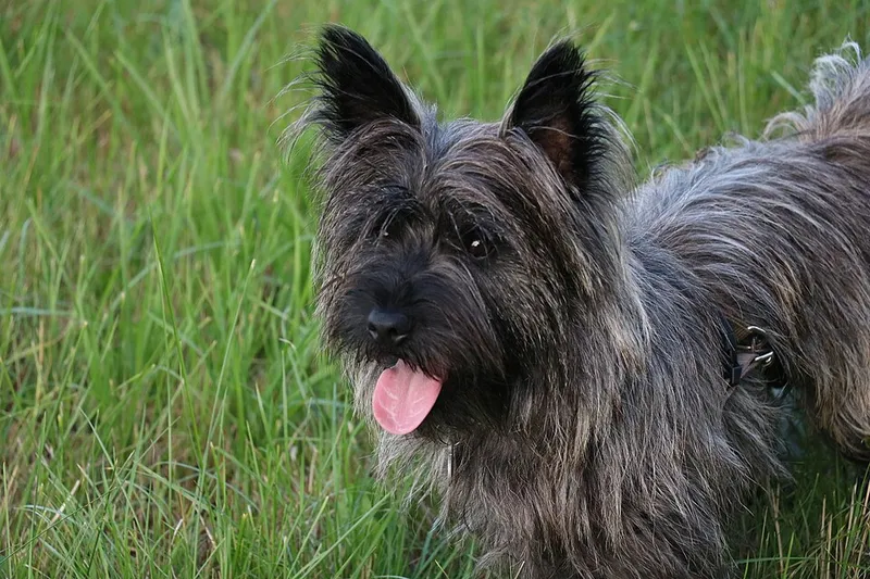 Cairn Terrier fotoğraf 2