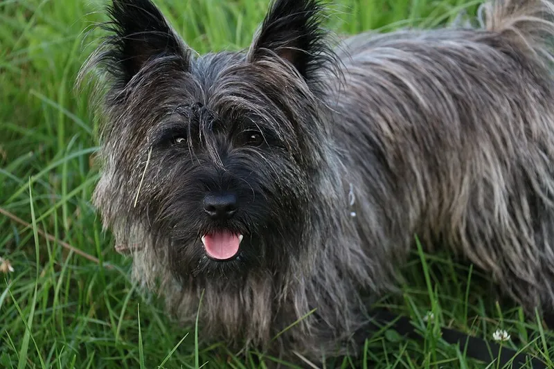 Cairn Terrier fotoğraf 3