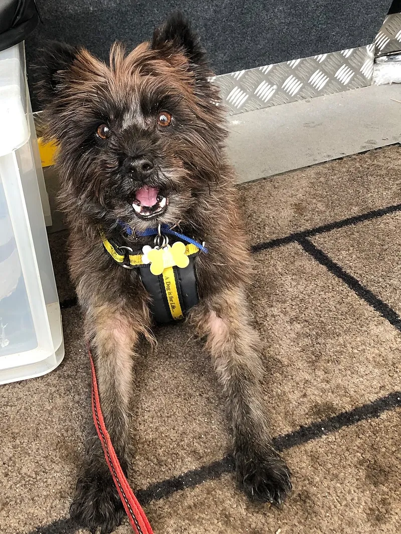 Cairn Terrier fotoğraf 4