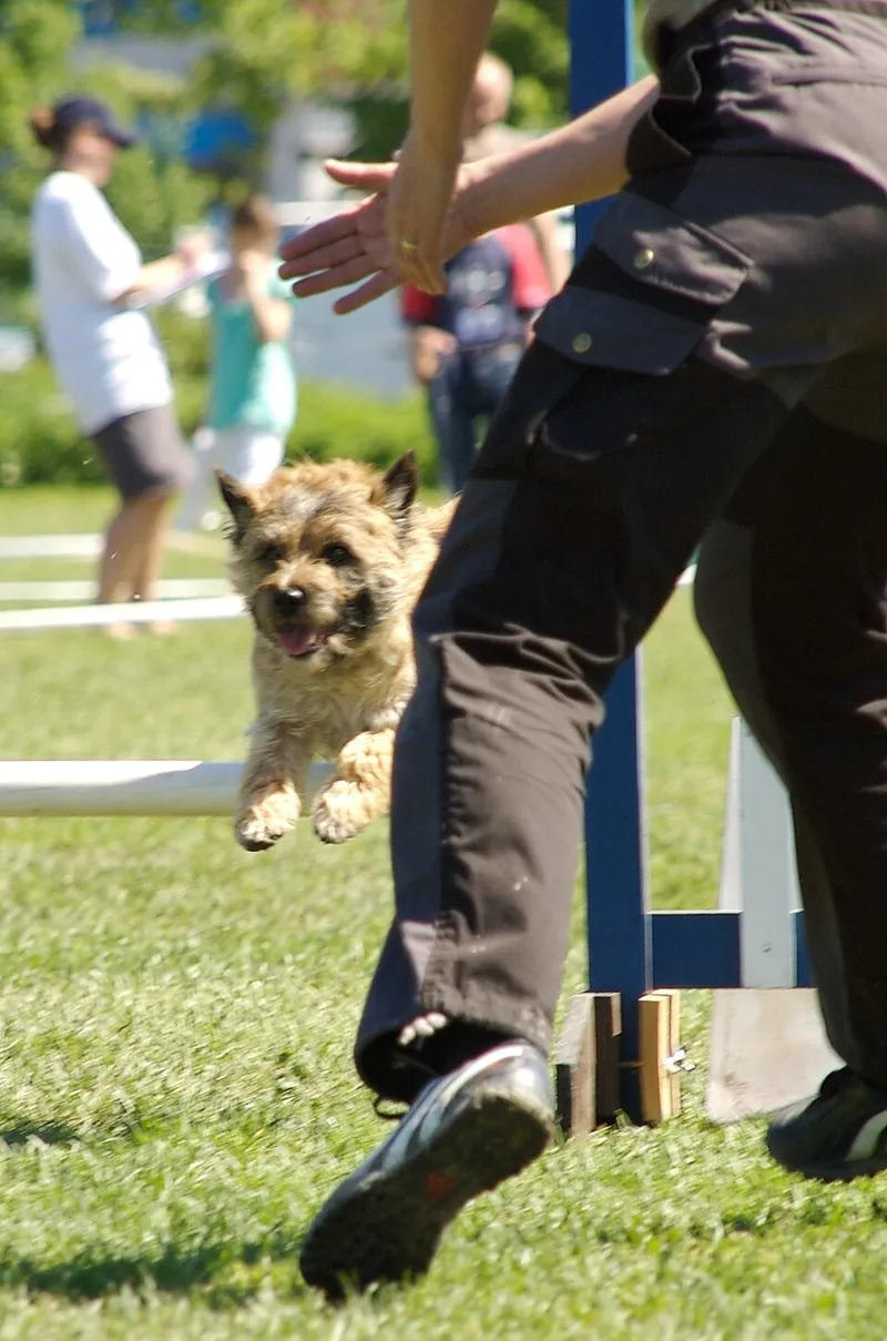 Cairn Terrier fotoğraf 5