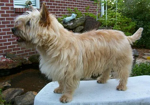 Cairn Terrier fotoğraf 6