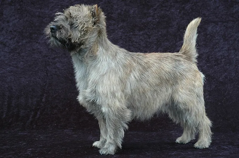 Cairn Terrier fotoğraf 7