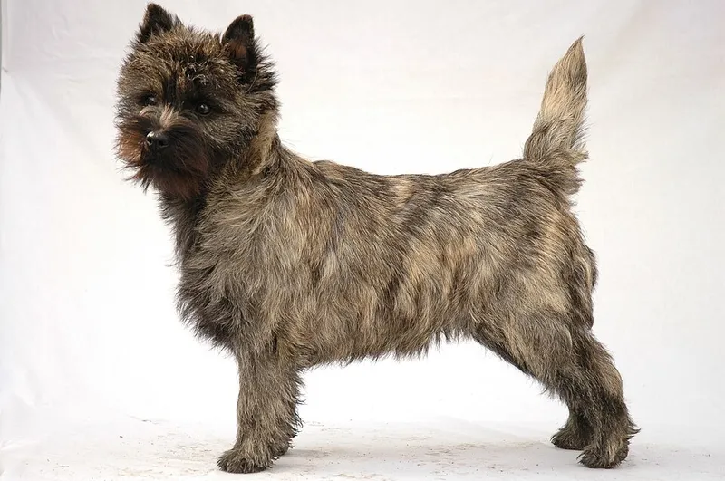 Cairn Terrier fotoğraf 8