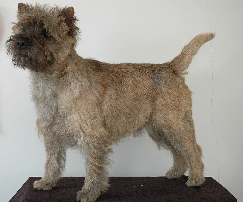 Cairn Terrier fotoğraf 9
