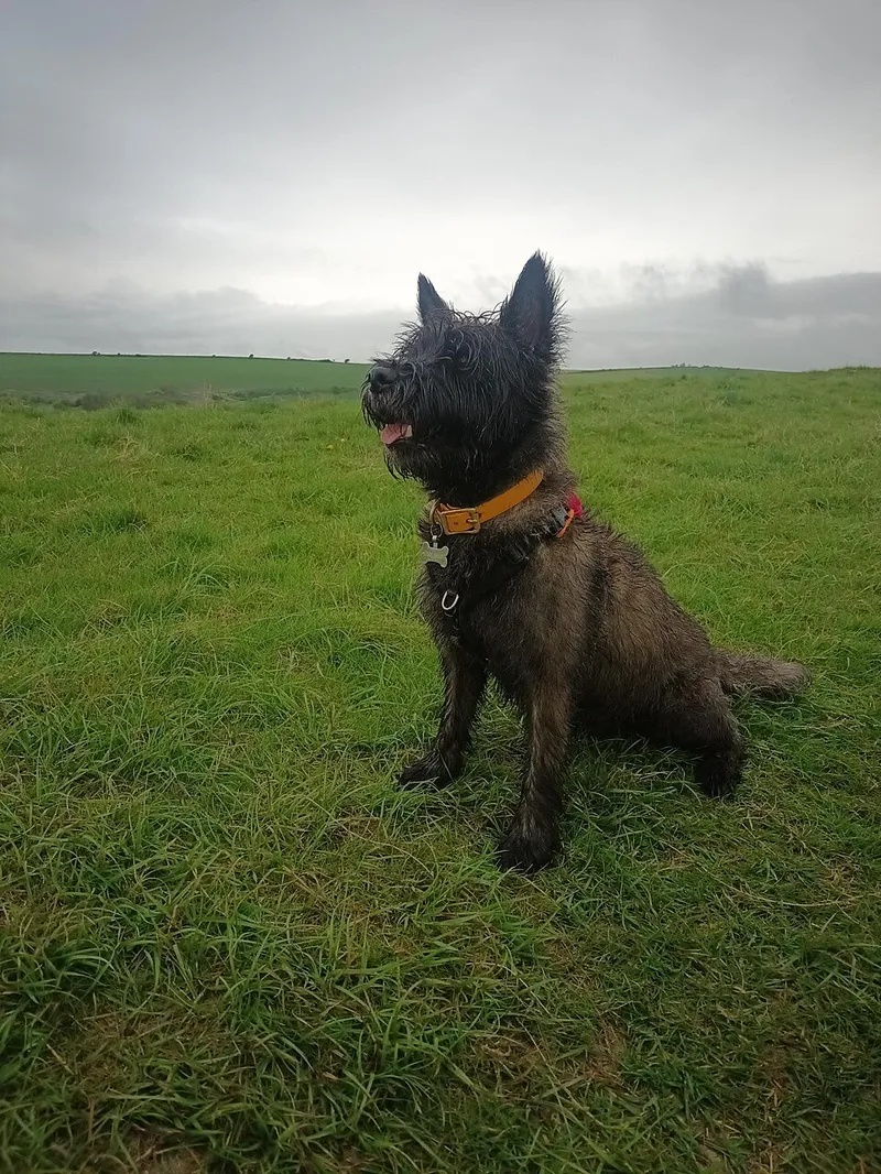 Cairn Terrier fotoğraf 10
