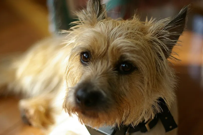 Cairn Terrier fotoğraf 11