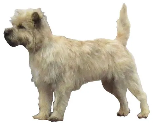 Cairn Terrier fotoğraf 12