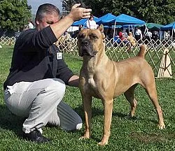 Cane Corso fotoğraf 1