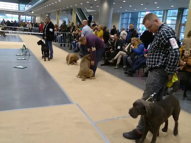 Cane Corso fotoğraf 2