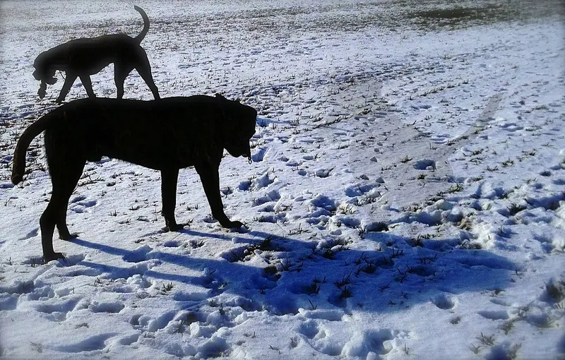 Cane Corso fotoğraf 3