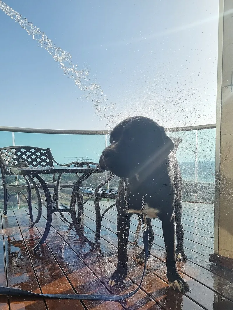 Cane Corso fotoğraf 5
