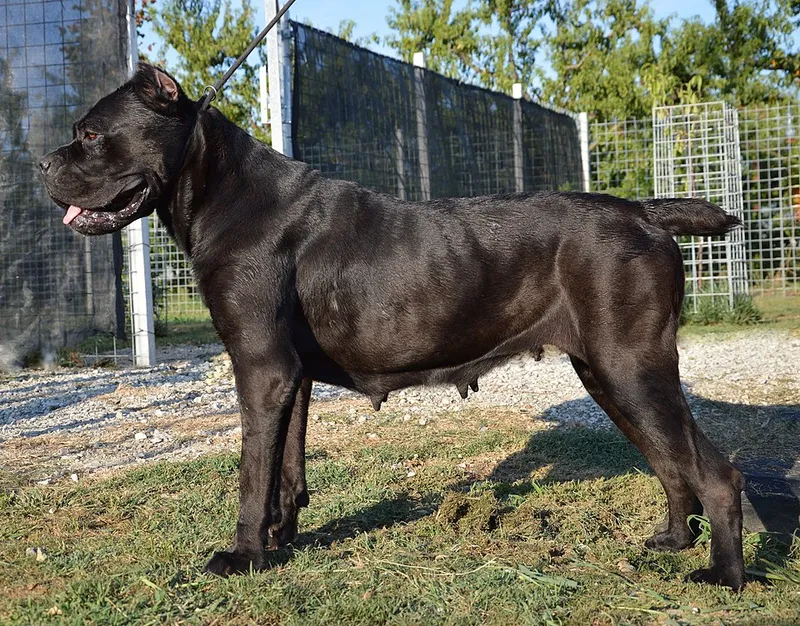 Cane Corso fotoğraf 6