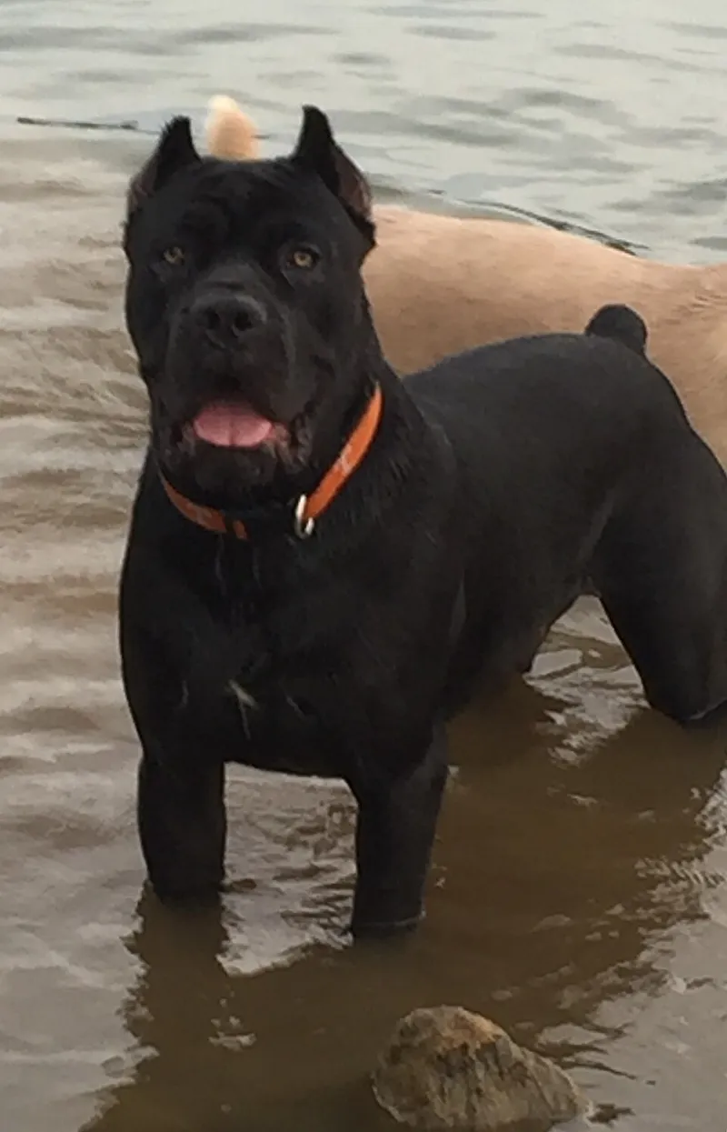 Cane Corso fotoğraf 7