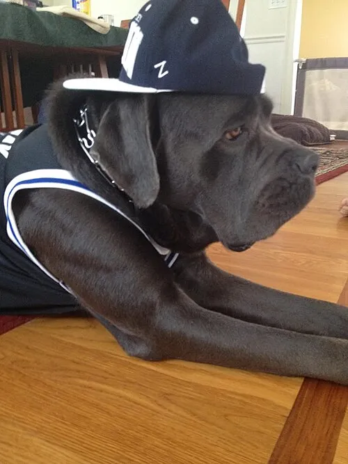 Cane Corso fotoğraf 8