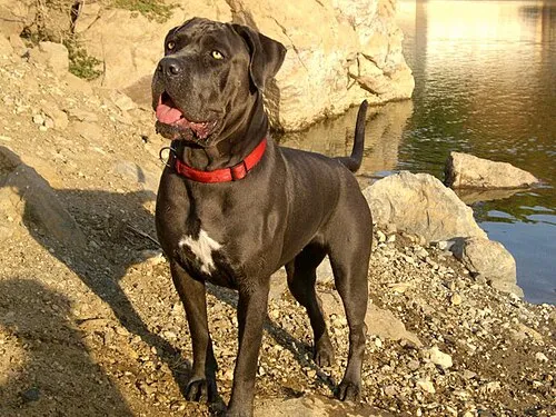 Cane Corso fotoğraf 9