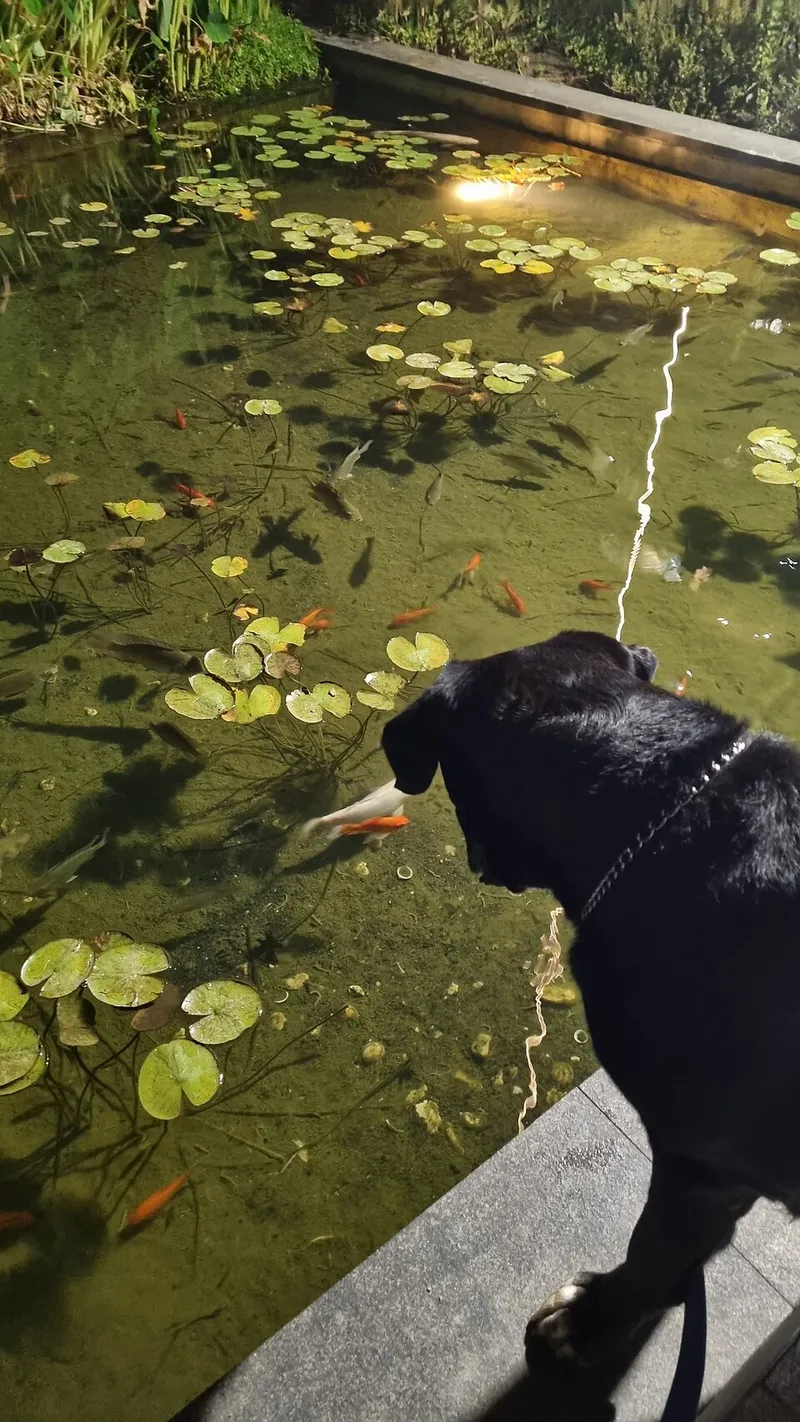 Cane Corso fotoğraf 10