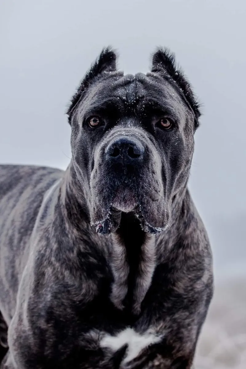 Cane Corso fotoğraf 11
