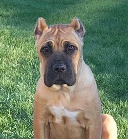 Cane Corso fotoğraf 12