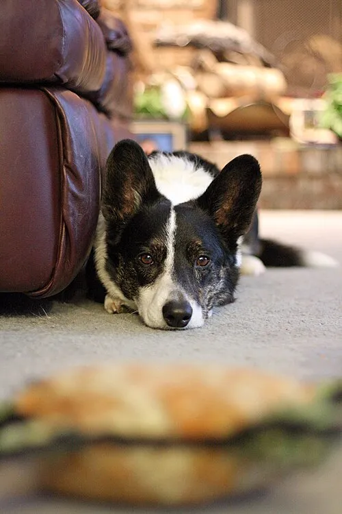 Cardigan Welsh Corgi fotoğraf 1