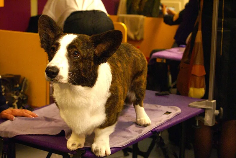 Cardigan Welsh Corgi fotoğraf 3