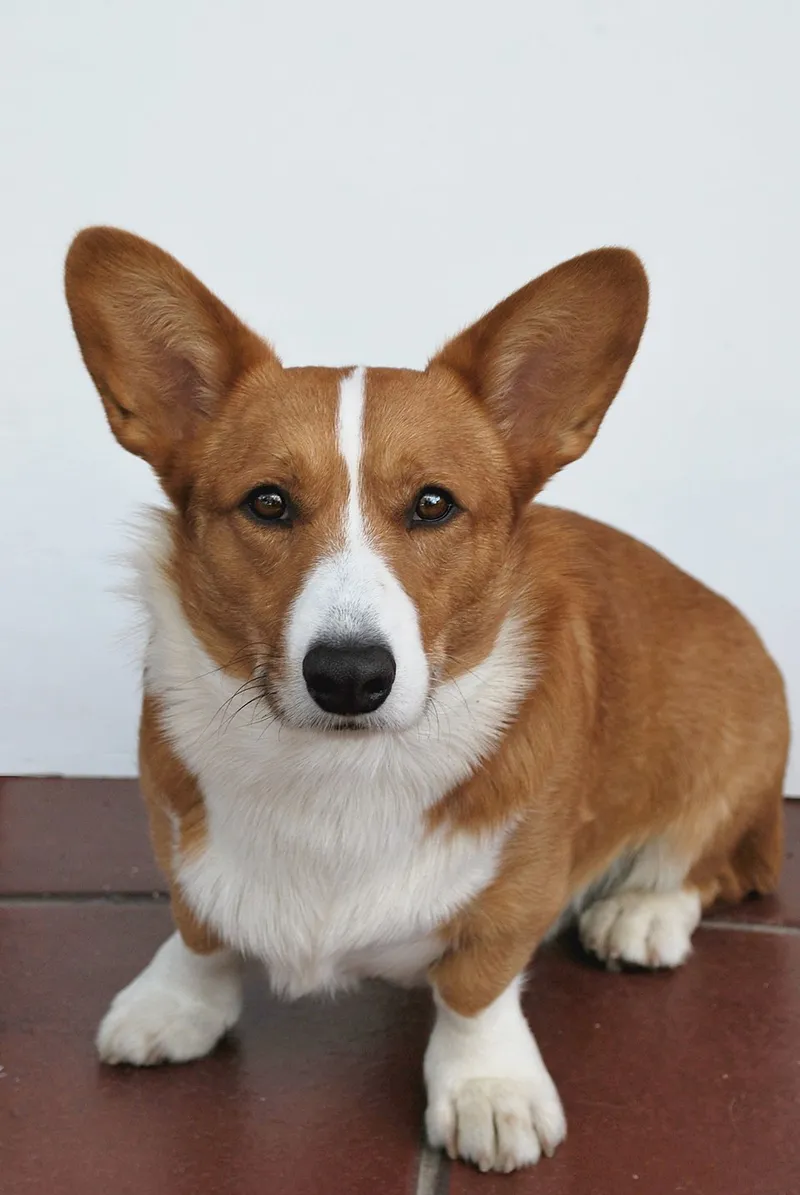 Cardigan Welsh Corgi fotoğraf 4