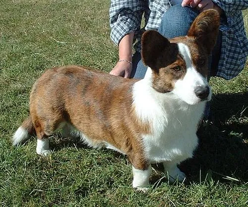 Cardigan Welsh Corgi fotoğraf 6