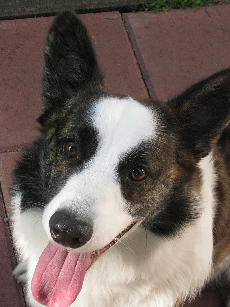 Cardigan Welsh Corgi fotoğraf 7