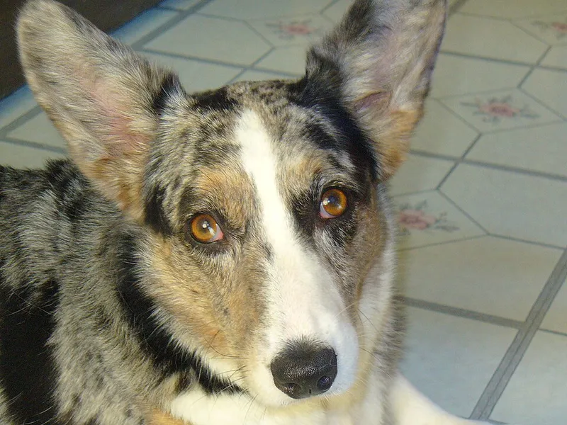 Cardigan Welsh Corgi fotoğraf 8