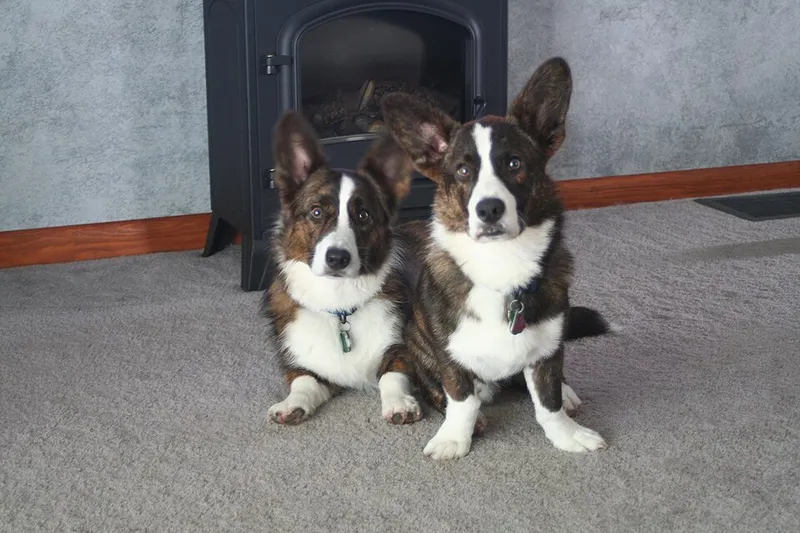 Cardigan Welsh Corgi fotoğraf 9