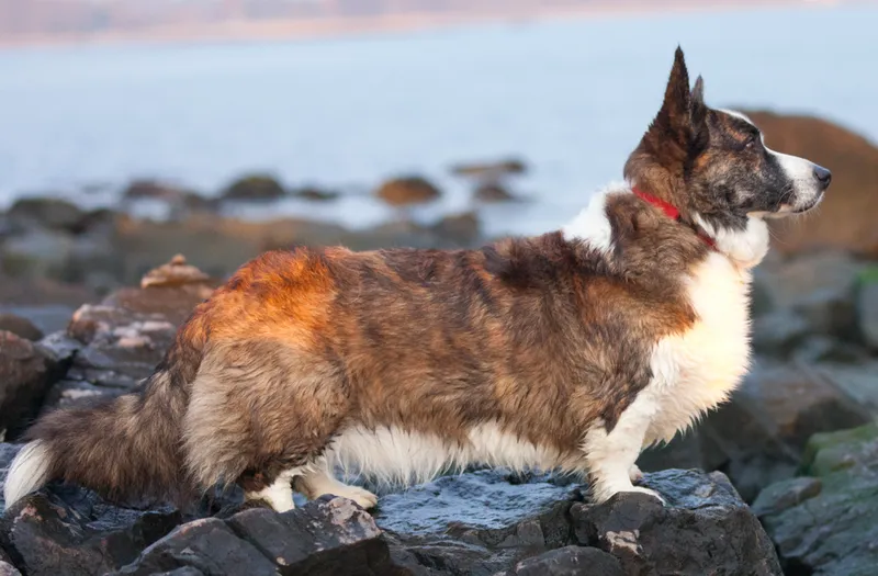 Cardigan Welsh Corgi fotoğraf 10