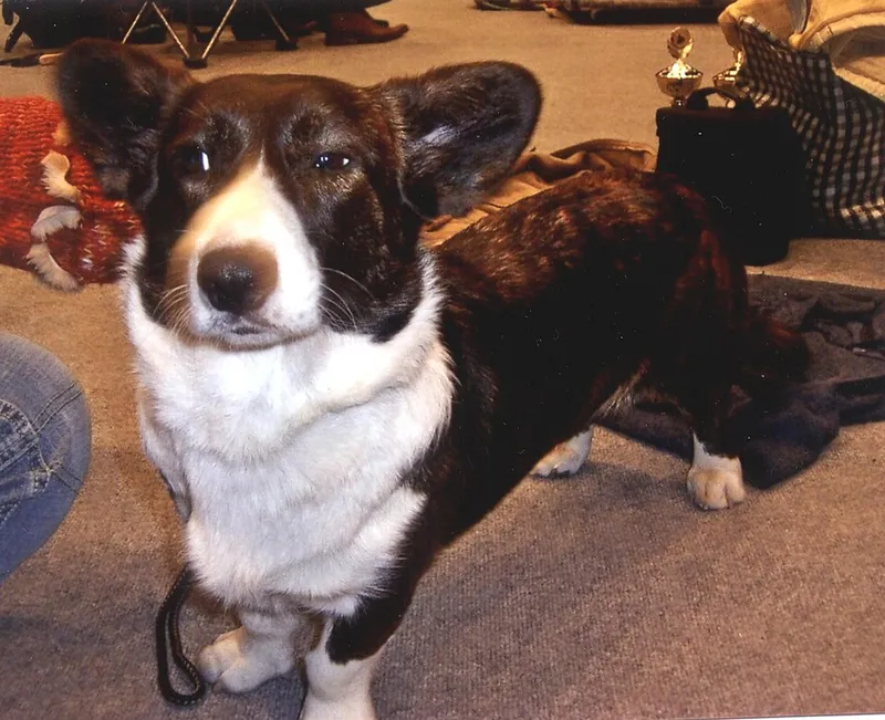 Cardigan Welsh Corgi fotoğraf 11