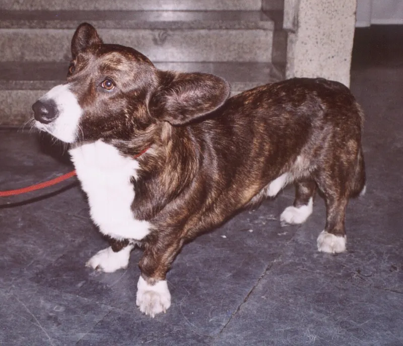 Cardigan Welsh Corgi fotoğraf 12