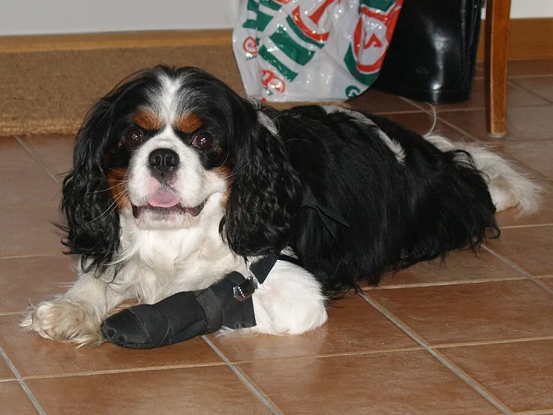 Cavalier King Charles Spaniel fotoğraf 1