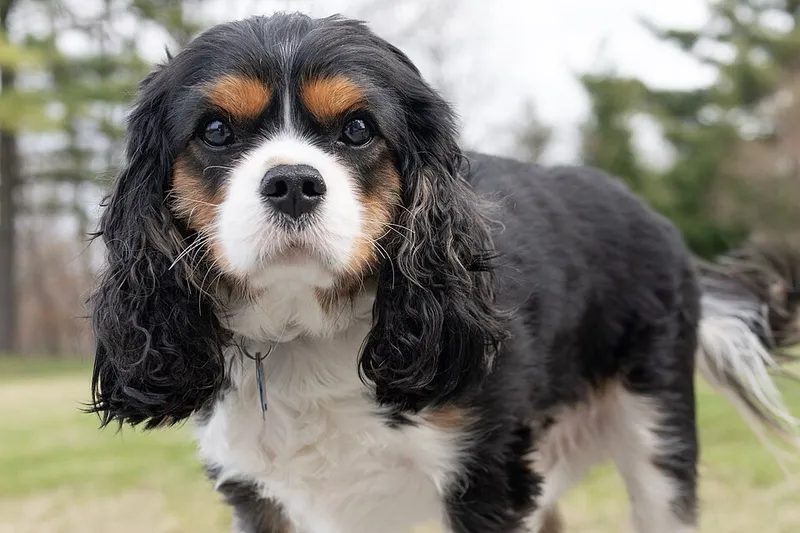 Cavalier King Charles Spaniel fotoğraf 2