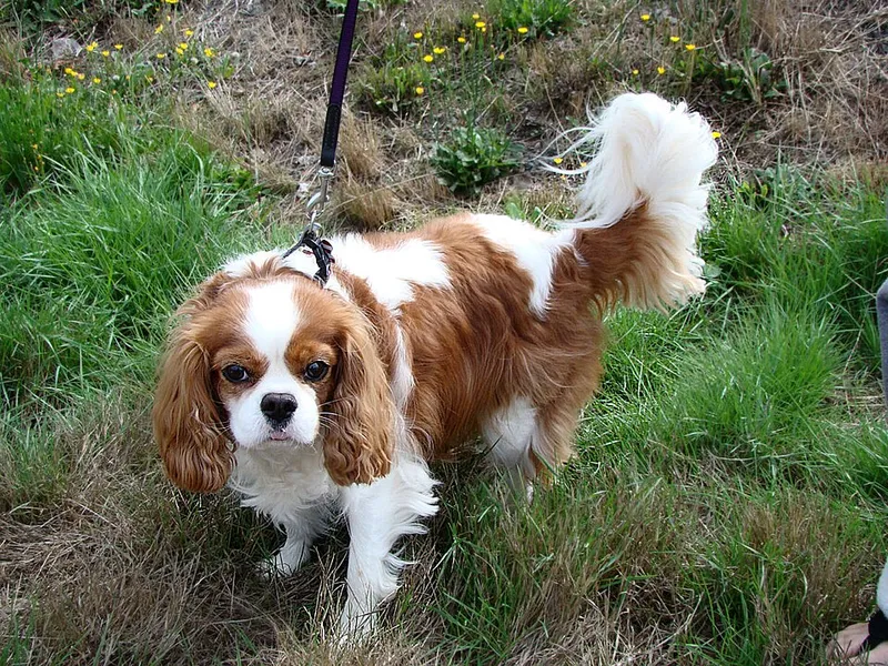 Cavalier King Charles Spaniel fotoğraf 3
