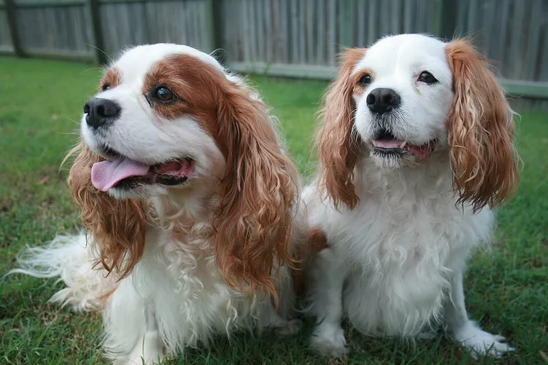 Cavalier King Charles Spaniel fotoğraf 4