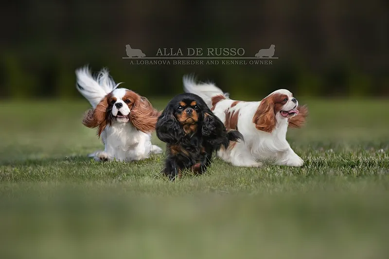 Cavalier King Charles Spaniel fotoğraf 6