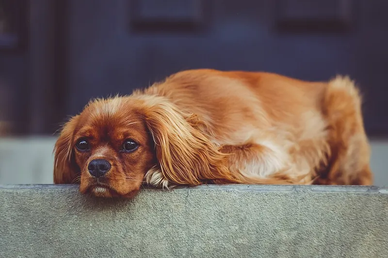 Cavalier King Charles Spaniel fotoğraf 7