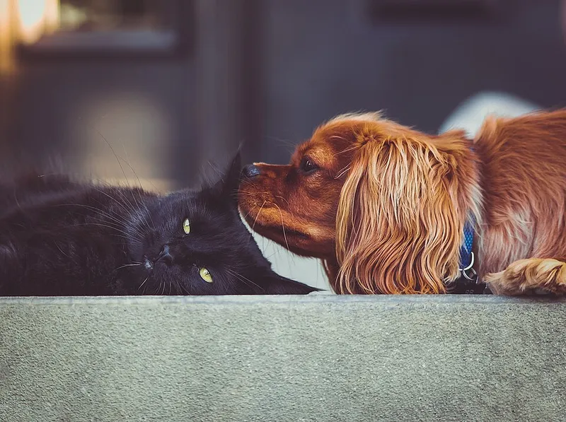 Cavalier King Charles Spaniel fotoğraf 8