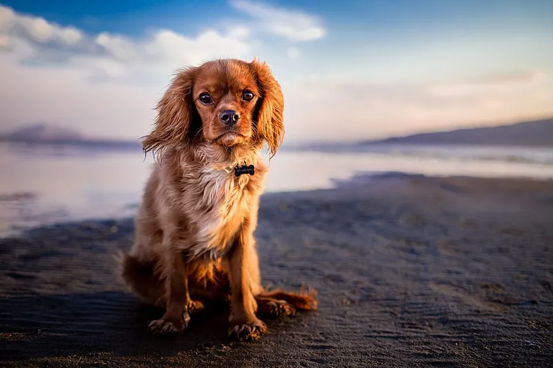 Cavalier King Charles Spaniel fotoğraf 9