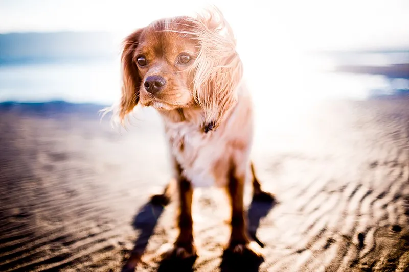 Cavalier King Charles Spaniel fotoğraf 10