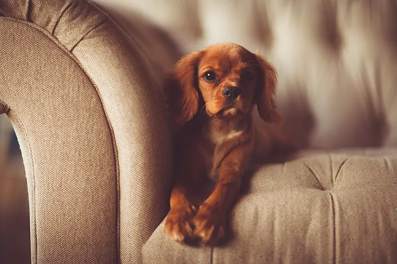 Cavalier King Charles Spaniel fotoğraf 12