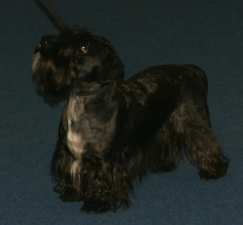Çek Terrier fotoğraf 1