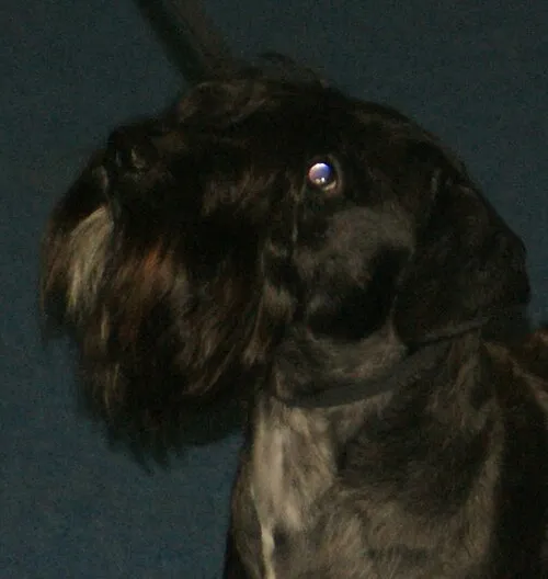 Çek Terrier fotoğraf 2