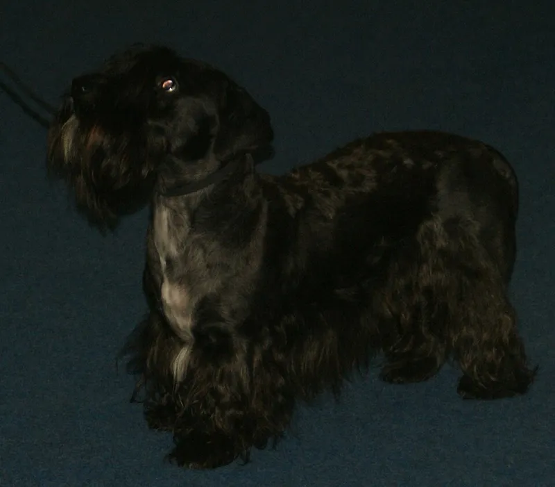 Çek Terrier fotoğraf 3
