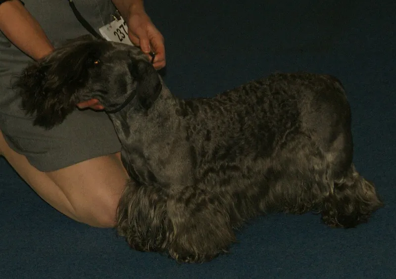 Çek Terrier fotoğraf 5
