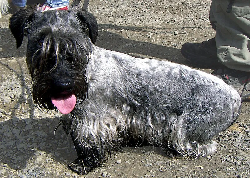 Çek Terrier fotoğraf 6