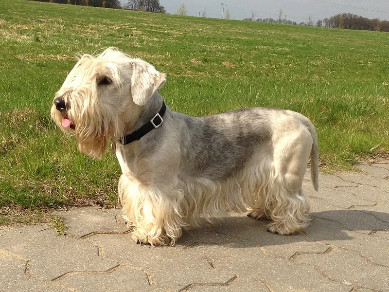 Çek Terrier fotoğraf 8