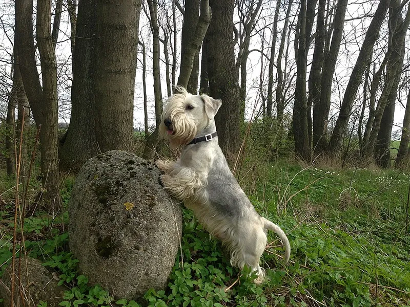 Çek Terrier fotoğraf 9